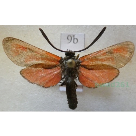 Zygaena punctum Ochsenheimer, 1808 Kraśnik płomieńczyk Spain9b